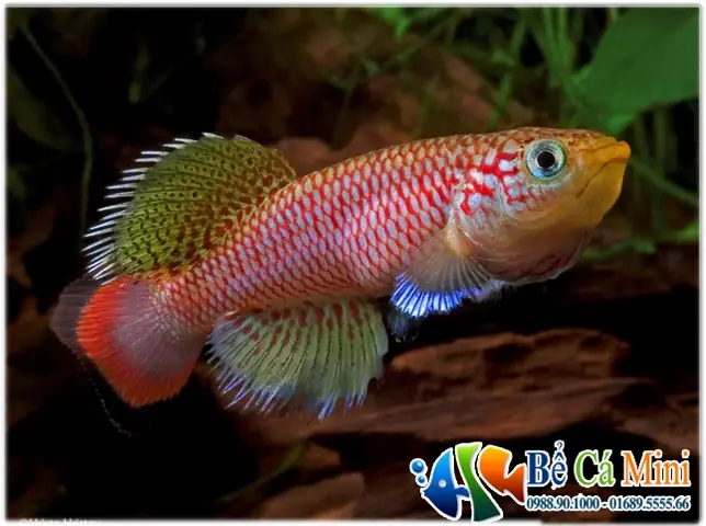 Hướng Dẫn Nuôi Trùn Chỉ Trong Hồ Cá Hiệu Quả, Đơn Giản Cho Người Mới Bắt Đầu