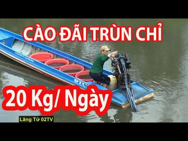Hướng Dẫn Nuôi Trùn Chỉ Trong Hồ Cá Hiệu Quả, Đơn Giản Cho Người Mới Bắt Đầu