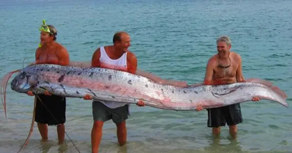 Cận Cảnh Về Loài "rồng Biển" Có Khả Năng Dự Báo Động Đất