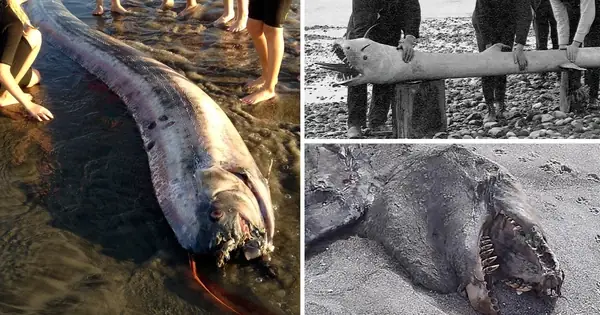 Không Có Vảy, Nhầy Và Cực Kỳ Hiếm: Cá Oarfish, Báu Vật Của Biển Sâu