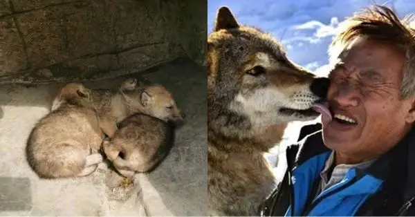 Ông Lão Và Con Chó: Câu Chuyện Đáng Suy Ngẫm Về Tình Người Và Tình Bạn Thú Cưng