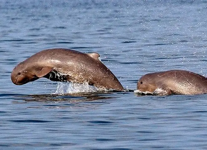 Tuyệt Tích “ông” Cá Nược - Tuổi Trẻ Online