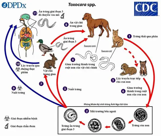 Phác Đồ Điều Trị Giun Đũa Chó Bộ Y Tế: Hướng Dẫn Từ Chuyên Gia