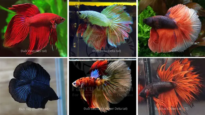 Phân Biệt Cá Betta Và Cá Phướng