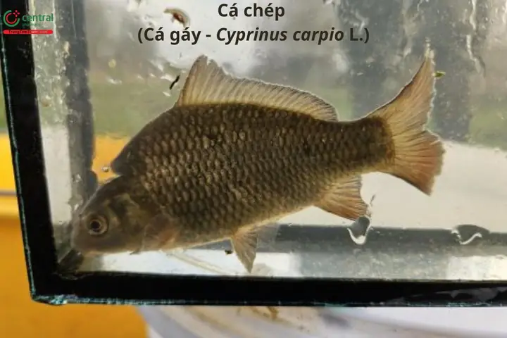Các Bài Thuốc Từ Các Bộ Phận Khác Của Cá Chép
