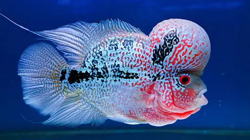 Phân Biệt Cá La Hán Mái Và Đực Qua Gù Đầu