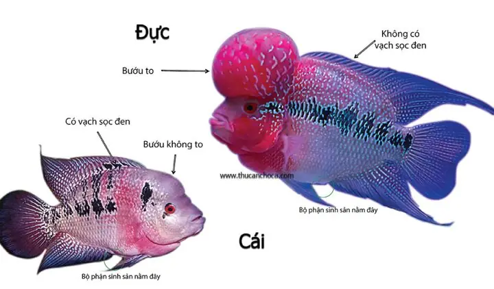 Đặc Điểm Vây Lưng Và Vây Ngực