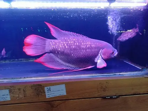 Cách Phân Biệt Cá Hông Kì Phát Tài Trống _mái