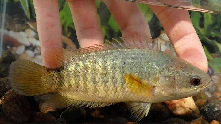 1cá Rô Là Cá Gì?