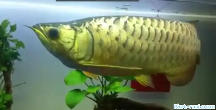 Cách Phân Biệt Giới Tính Cá Rồng