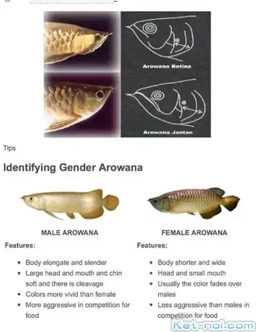 Cách Nhận Biết Cá Rồng Trống Mái: Hướng Dẫn Chi Tiết Từ A-z ...