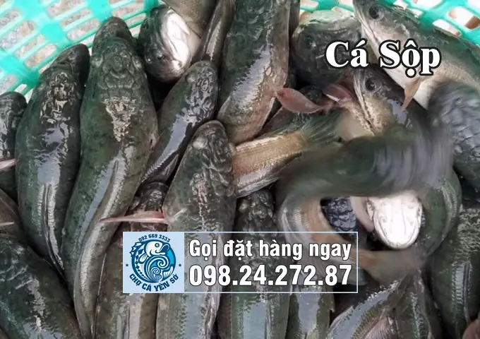 Phân Biệt Cá Sộp Và Cá Quả: Cách Nhận Biết Đơn Giản, Chính Xác Nhất Phân Biệt Cá Sộp Và Cá Quả: Cách Nhận Biết Đơn Giản, Chính Xác Nhất