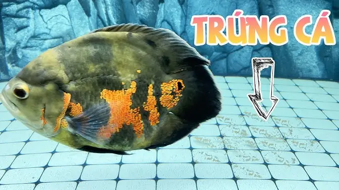 Phân Biệt Cá Tai Tượng Châu Phi Đực Và Cái