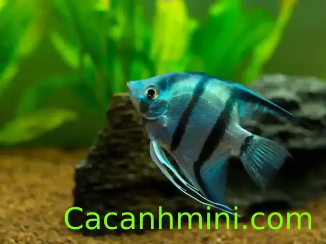 Cách Phân Biệt Cá Thần Tiên Trống Mái Chuẩn Xác Từ Chuyên Gia ... Cách Phân Biệt Cá Thần Tiên Trống Mái Chuẩn Xác Từ Chuyên Gia ...