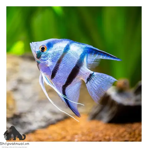 Angelfish - Cá Cảnh Cá Thần Tiên Đặc Điểm Hình Dáng Tập Tính ... Angelfish - Cá Cảnh Cá Thần Tiên Đặc Điểm Hình Dáng Tập Tính ...