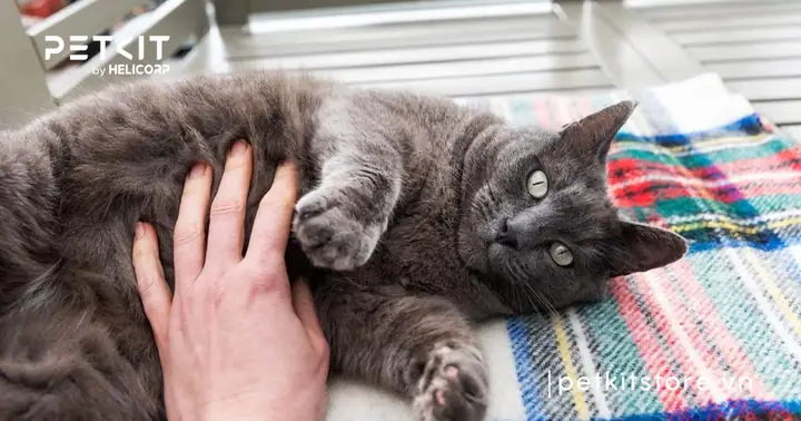 Cách Nhận Biết Số Lượng Mèo Con Trong Thai Kỳ Cách Nhận Biết Số Lượng Mèo Con Trong Thai Kỳ