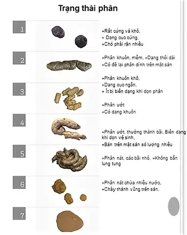 Phân Chó Con Như Thế Nào Là Tốt? Hướng Dẫn Nhận Biết Phân Khỏe Mạnh Cho Bé Yêu
