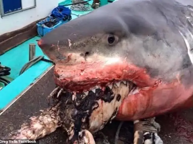 Cá Mập Trắng Khổng Lồ Nuốt Rùa, Không Ngờ Bị Con Mồi Làm Cho Chết Thảm