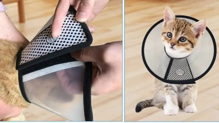 Loa Cho Mèo Là Gì?