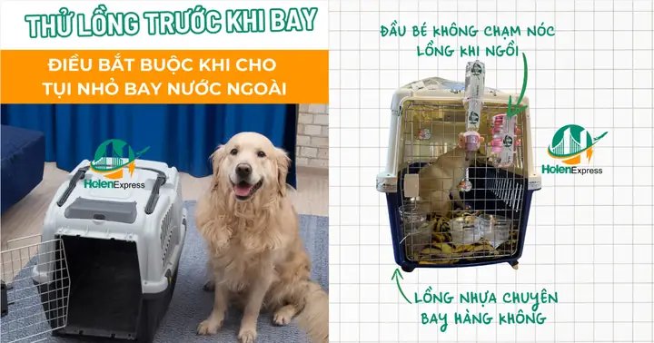 Những Lưu Ý Về Các Loại Chi Phí Vận Chuyển Thú Cưng Đi Mỹ