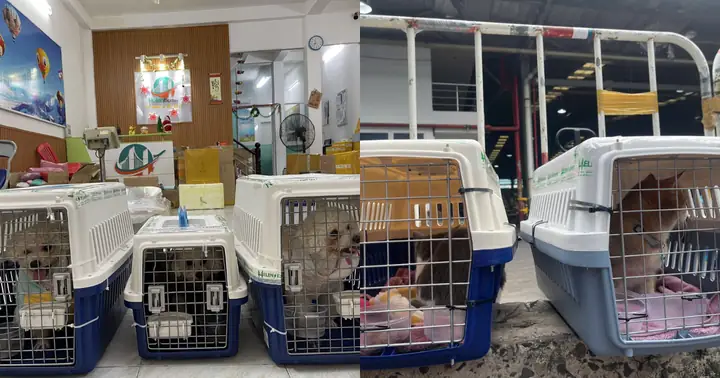 Bang-gia-cuoc-phi-van-chuyen-thu-cung-cho-meo-di-my-250604082823