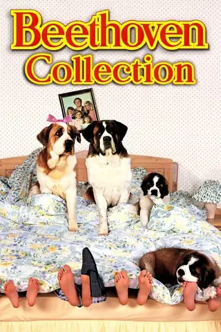 Phim Chú Chó Beethoven 2: Câu Chuyện Hài Hước Và Cảm Động Về Tình Yêu Thương