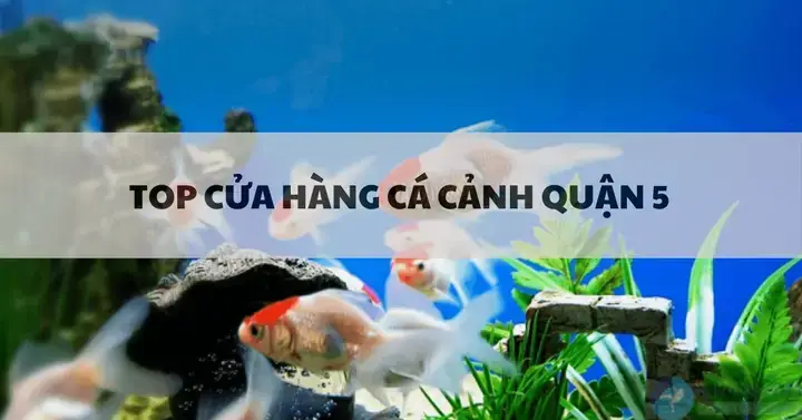 Phố Cá Cảnh Nguyễn Thông: Khám Phá Thiên Đường Thú Cưng Sống Động Giữa Lòng Thành Phố
