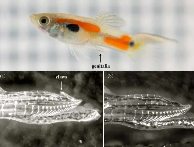 Hướng Dẫn Phối Giống Cá Bảy Màu: Kỹ Thuật Nhân Giống Thành Công Tại Nhà