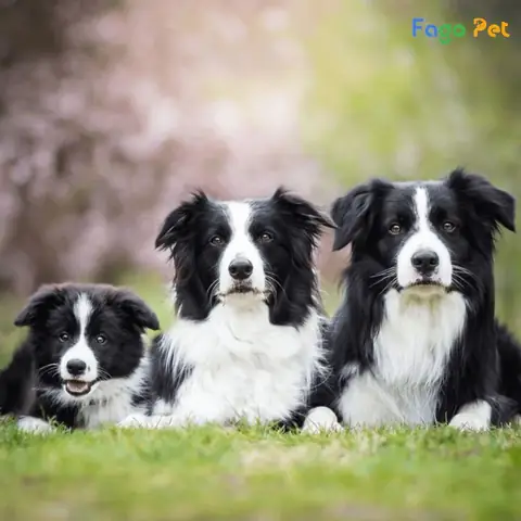 Giá Phối Giống Chó Border Collie Là Bao Nhiêu? Giá Phối Giống Chó Border Collie Là Bao Nhiêu?
