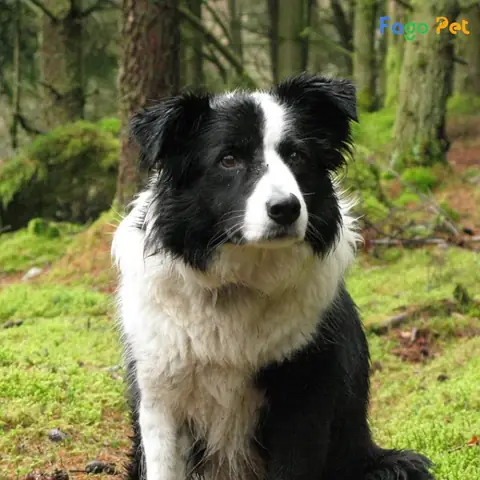 Quy Trình Phối Giống Chó Border Collie Tại Fago Pet Quy Trình Phối Giống Chó Border Collie Tại Fago Pet
