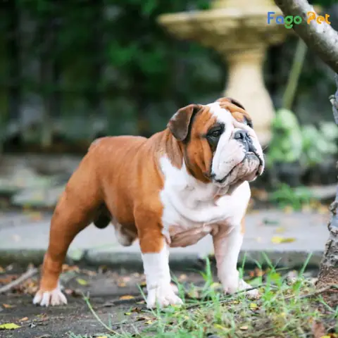 Những Điều Cần Lưu Ý Khi Phối Giống Chó Bull Anh