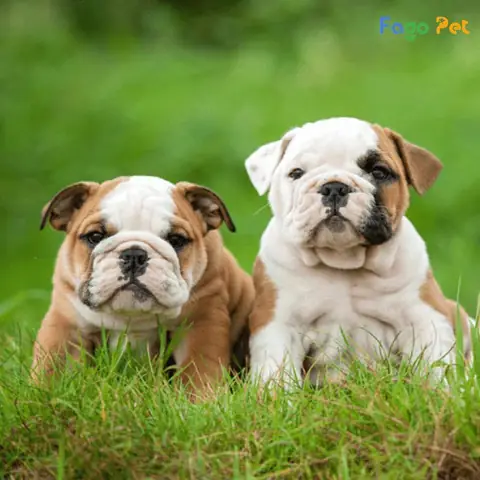 Giá Phối Giống Chó Bull Anh Là Bao Nhiêu?