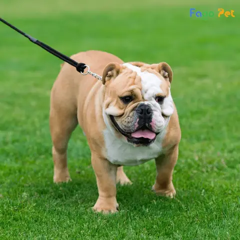 Quy Trình Phối Giống Chó Bull Anh Tại Fago Pet