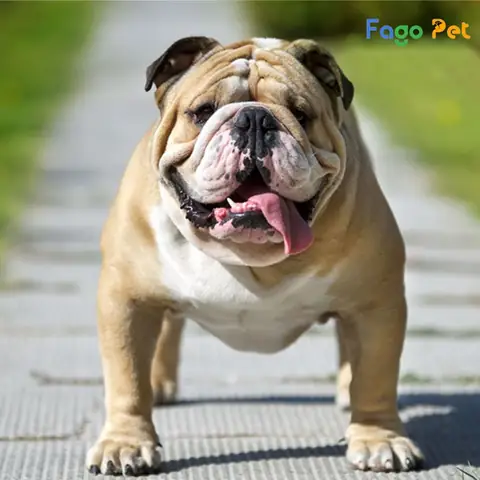 Vì Sao Nên Lựa Chọn Phối Giống Chó Bull Anh Tại Fago Pet