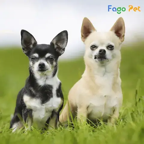 Tiêu Chí Đánh Giá Địa Chỉ Phối Giống Chó Chihuahua Uy Tín