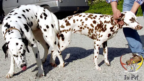 Phối Giống Chó Đốm