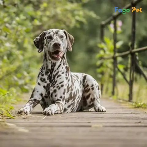 Quy Trình Phối Giống Chó Đốm Tại Fago Pet