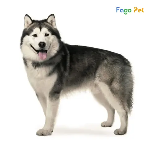 Vì Sao Nên Lựa Chọn Phối Giống Chó Husky Tại Fago Pet
