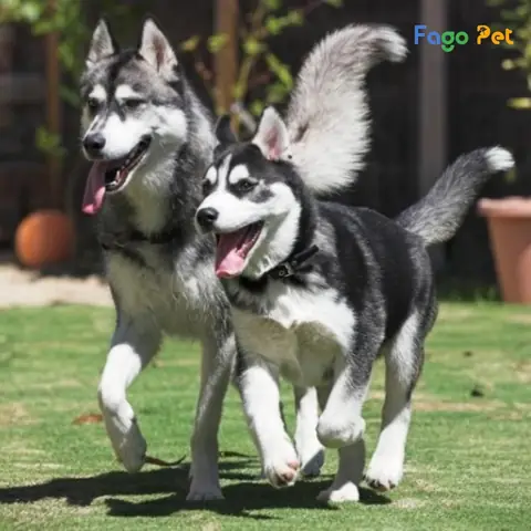Giá Phối Giống Chó Husky Là Bao Nhiêu?