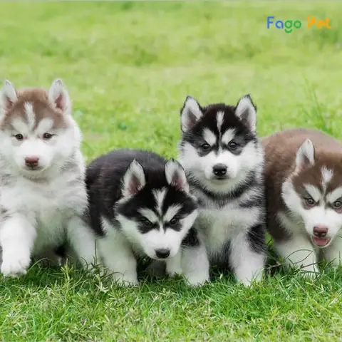 Quy Trình Phối Giống Chó Husky Tại Fago Pet