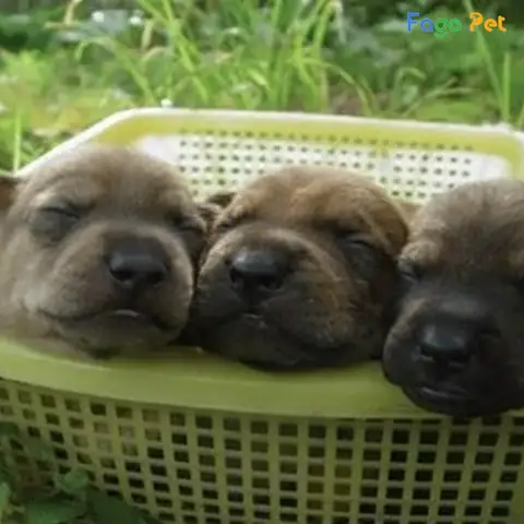 Quy Trình Phối Giống Chó Phú Quốc Tại Fago Pet