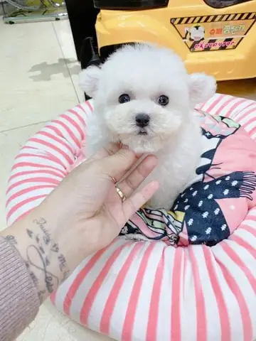 Một Vài Hình Ảnh Baby Của Teacup Poodle Trắng Phối Giống Thành Công Trong Năm 2020