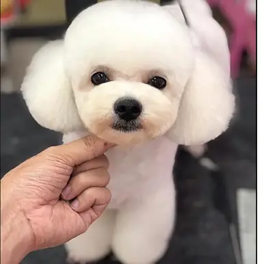 Phối Giống Chó Poodle Trắng