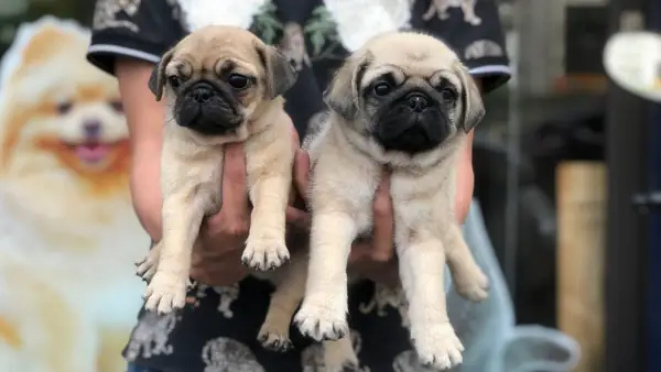 Phối Giống Chó Pug Bao Nhiêu Tiền? | Tư Vấn Và Chia Sẻ Kinh Nghiệm