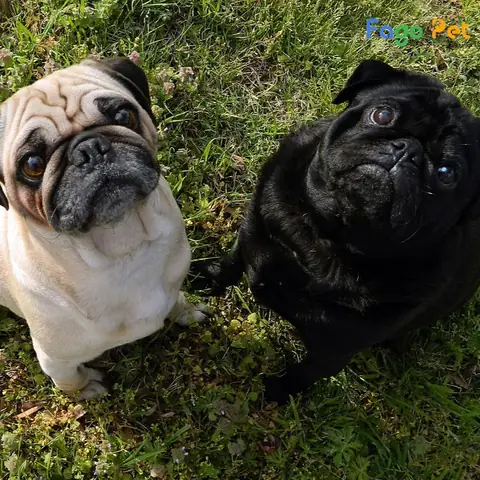 Vì Sao Nên Lựa Chọn Phối Giống Chó Pug Tại Fago Pet