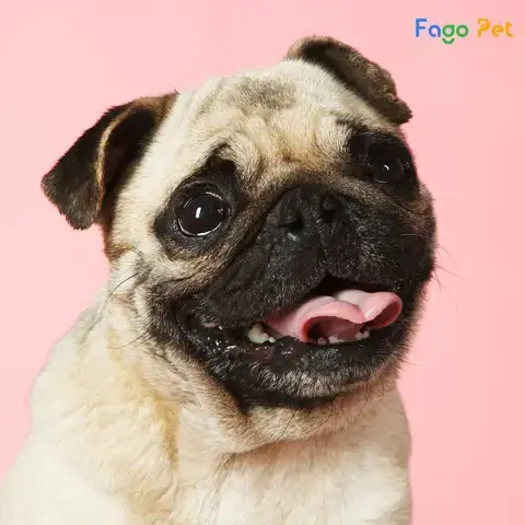 Tìm Kiếm Địa Điểm Phối Giống Chó Pug Ở Hà Nội Uy Tín