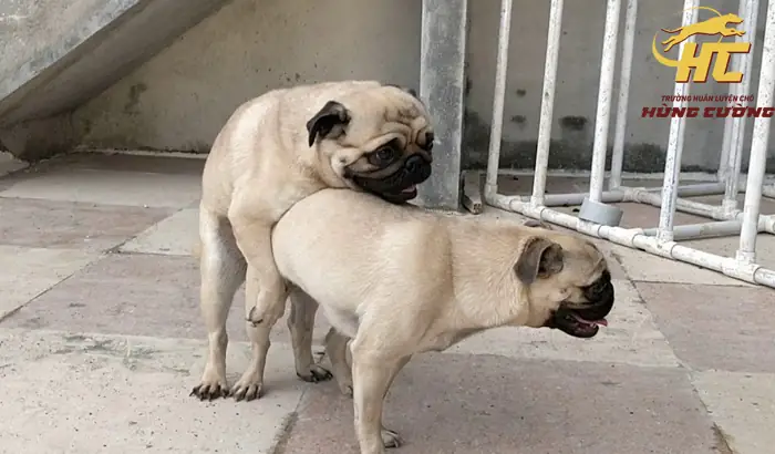 Cách Chọn Chó Pug Đực Phối Giống