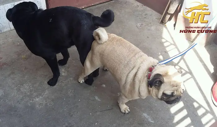 Lý Do Nên Chọn Hùng Cường Để Nhân Giống Chó Pug