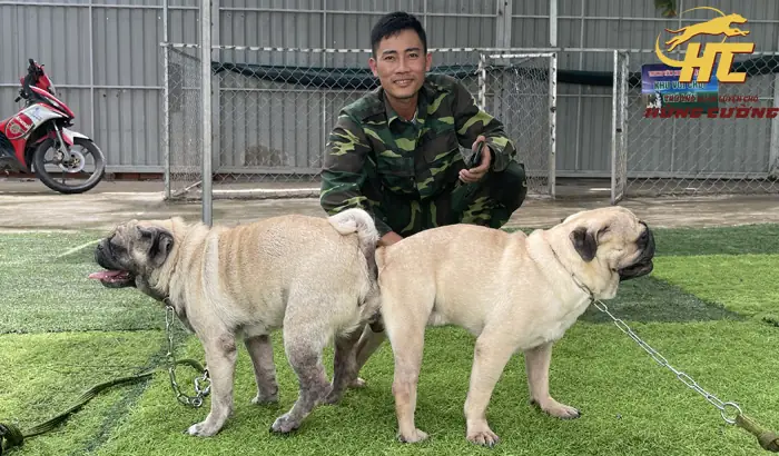 Phối Giống Chó Pug Thuần Chủng Giá Tốt, Bao Đậu Tại Tphcm