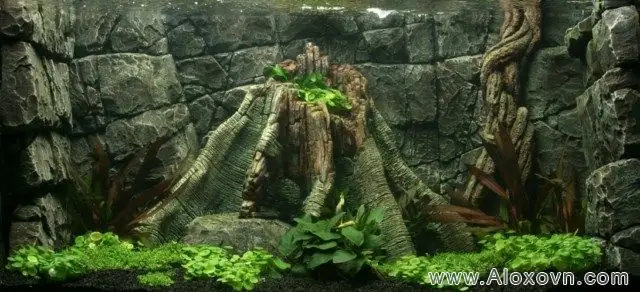 Phông Nền Hồ Cá Đẹp: Hướng Dẫn Chi Tiết Tạo Cảnh Quan Thủy Sinh Ấn Tượng